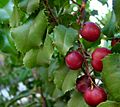 Prunus ilicifolia ne1