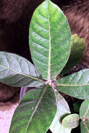 Psychotria loniceroides juvenile.jpg