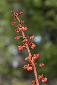 Pterospora andromedea 4764