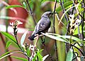 Purple Sunbird (female) at Chandigarh