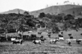 Queensland State Archives 236 Illawarra Dairy Cattle on Mr G Grevetts farm at Kin Kin c 1931