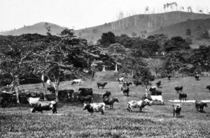 Queensland State Archives 236 Illawarra Dairy Cattle on Mr G Grevetts farm at Kin Kin c 1931