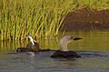 Red-Throated Loon juvenile eating fish