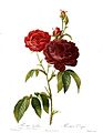 Redoute - Rosa gallica purpuro-violacea magna