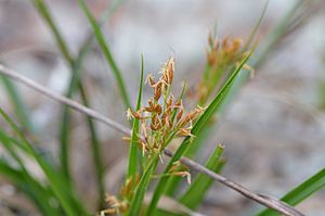 Rhynchospora megalocarpa (Sandyfield Beaksedge) 1.jpg