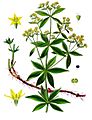 Rubia tinctorum - Köhler–s Medizinal-Pflanzen-123