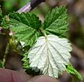 Rubus leucodermis 4