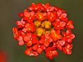 Ruby Gnidia (Gnidia rubescens) close-up (11421758284)