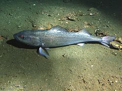 Sablefish resting on sediment