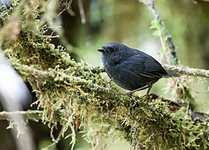 Scytalopus acutirostris - Tschudi's Tapaculo 2.jpg