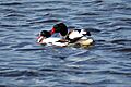 Shelduck mating