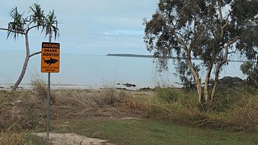 Sign about shark sighting on the beach at Clairview, Queensland, 2016.jpg