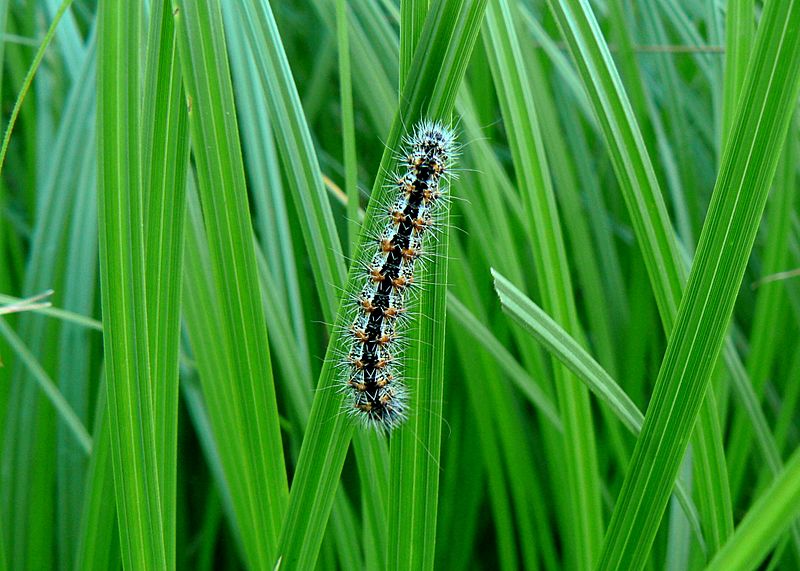 Simyra insularis