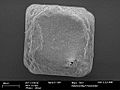 Single grain of table salt (electron micrograph)