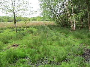 Site of Special Scientific Interest at Blindley Heath - geograph.org.uk - 3494533.jpg