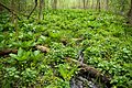 Skunk cabbage and marsh marigolds