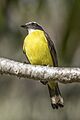 Social flycatcher (Myiozetetes similis texensis) Cayo 2