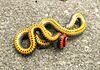 Southern ringneck snake