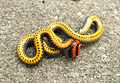 Southern Ringneck snake, Diadophis punctatus