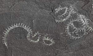 Spirograptus spiralis cropped