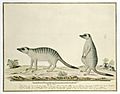Suricata suricatta (Meerkats), Gordon drawing
