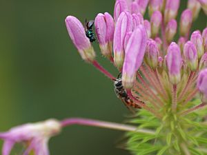 Sweat Bee (Lasioglossum zephyrum) and a Cuckoo Wasp (8084530876).jpg