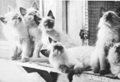 Sylvia Holland's Balinese Kittens