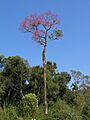 Tabebuia avellanedae
