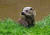 Tamar Otter Sanctuary - geograph.org.uk - 147424.jpg
