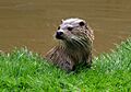 Tamar Otter Sanctuary - geograph.org.uk - 147424