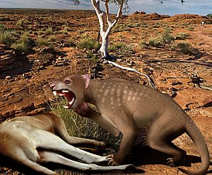 Thylacoleo Australia 2