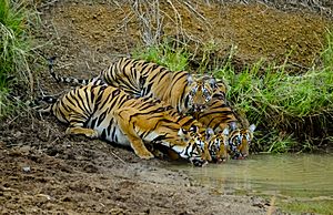 Tigers of Tadoba