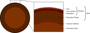 Tree secondary components diagram