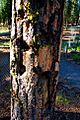 Tree with World War II Shrapnel Damage (Lake County, Oregon scenic images) (lakDA0008)