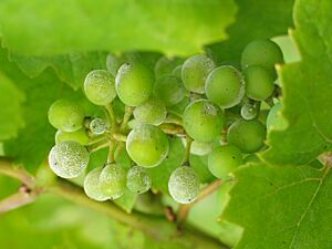 UncinulaNecatorOnGrapes