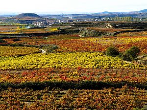 Viñedos en Briñas