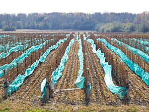 Vineyard, Prince Edward County (4048276162)