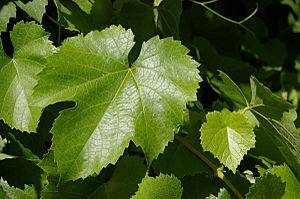 Vitis californica at Caswell Memorial State Park spring leaves