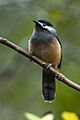 White-eared Sibia - Taiwan S4E8153 (19547305835)