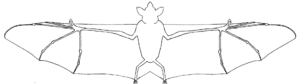 Whole bat