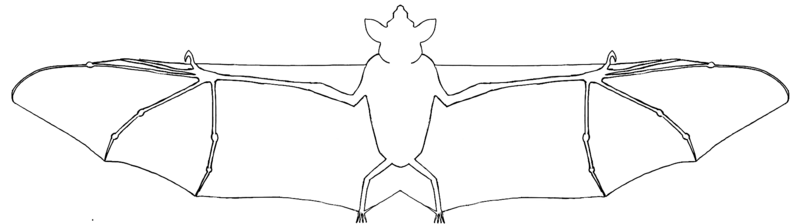 Whole bat