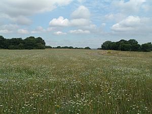 Wild flowers at Byrom Wood - geograph.org.uk - 391004