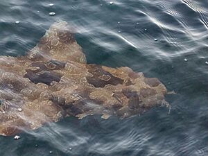 Wobbegong Shark, Amity Point, Stradbroke Island, 2021