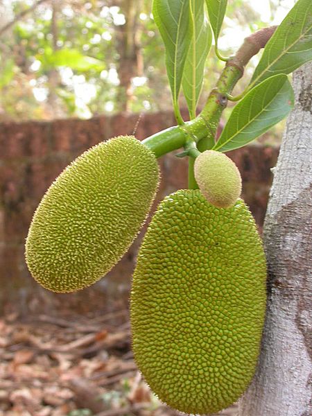 Young Jackfruit