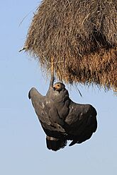 2012-African-Harrier Hawk