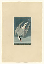 250 Arctic Tern