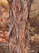 Acacia macdonnellensis subsp. teretifolia bark