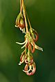 Acer negundo female flowers - Keila