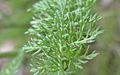 Achillea millefolium 3