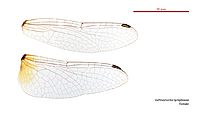 Aethriamanta nymphaeae female wings (35052822875)